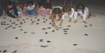Flora Fauna y Cultura volunteers working with turtle habitat protection