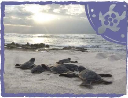 turtles in the Playa del Carmen
